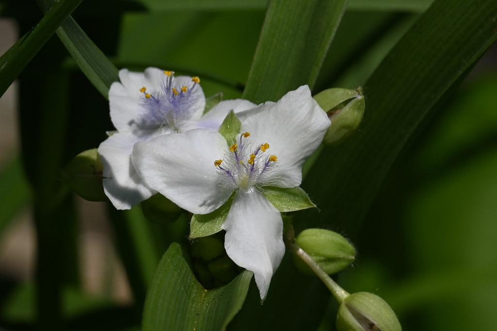 2025-06038843 Wachusett Meadow Wildlife Sanctuary, MA.JPG - Spiderwort. Wachusett Meadow Wildlife Sanctuary, MA, 6-3-2025